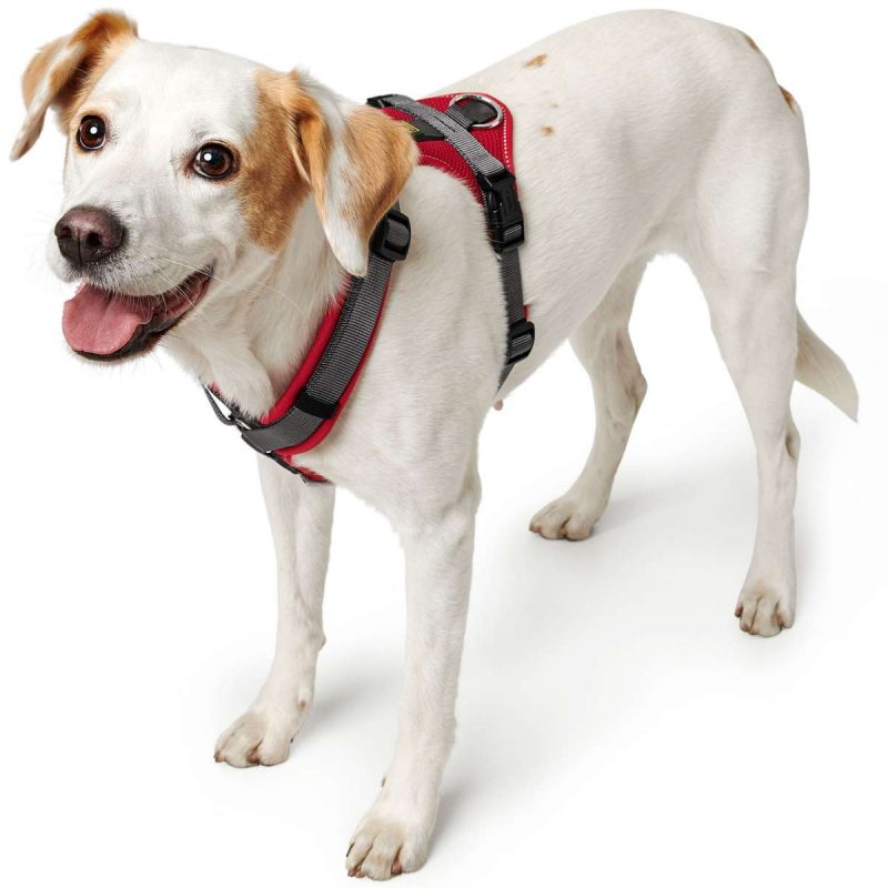 Луна Пет Шоп