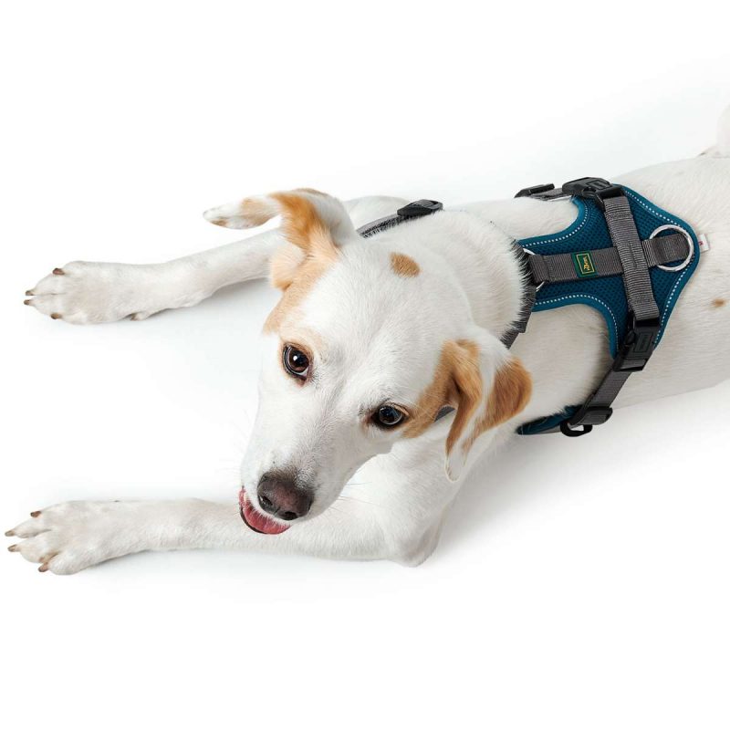 Луна Пет Шоп