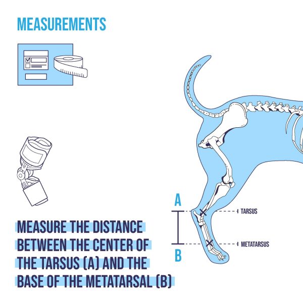 Alternative view of BALTO Flexor протеза за нозе за куче