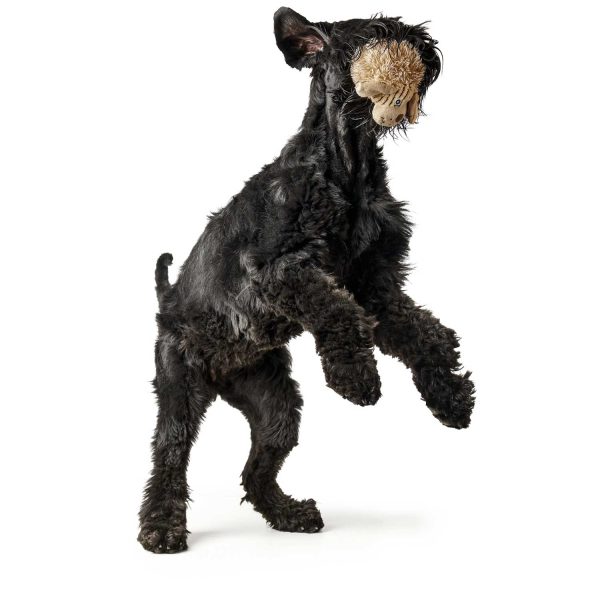 hunter-pori-dog-meka-igracka-kuce-za-kucinja.jpg