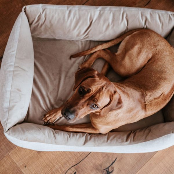 hunter-seattle-kafena-ortopedska-sofa-za-kucinja.jpg